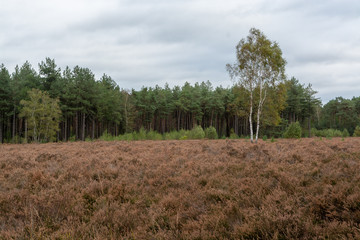 Landscape with Kempen forests in North Brabant, Netherlands in autumn