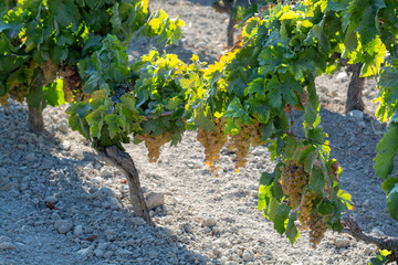 Ripe white grape growing on special soil in Andalusia, Spain, sweet pedro ximenez or muscat, or...