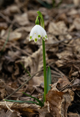 fiori bianchi di leucojum vernum