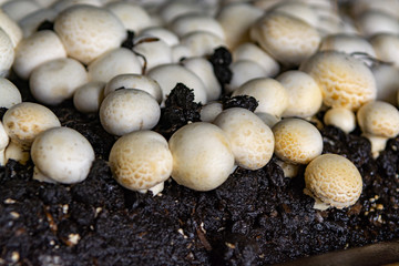 White champignon mushrooms growing in dark grotten on champignons farm