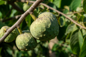 Plantations of cherimoya custard apple fruits in Granada-Malaga Tropical Coast region, Andalusia, Spain, green cherimoya growing on tree