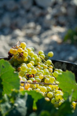New harvest of ripe white grape growing on special soil in Andalusia, Spain, sweet pedro ximenez or muscat, or palomino grape ready to harvest, used for production of jerez, sherry sweet and dry wines