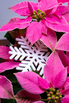 Christmas decoration, poinsettia plant pink Christmas star and white slowflake