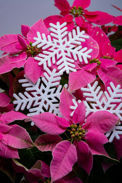 Christmas decoration, poinsettia plant pink Christmas star and white slowflake