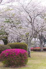 都城観音池公園の桜とツツジ	