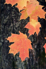 Fall maple leaves in Vermont