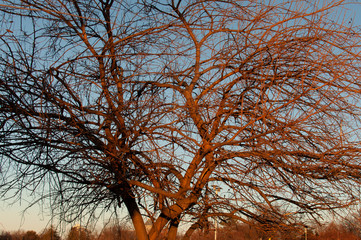 tree at sunset