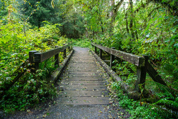Wooden Bridge on Rainforest Path