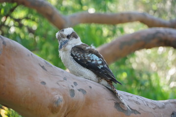 Fototapeta premium Kookaburra sitting on a gum tree