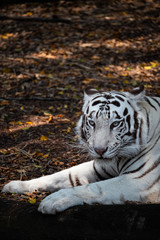 White Tiger