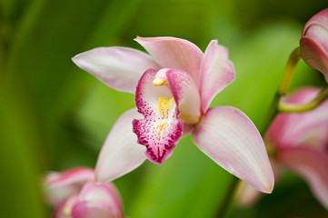 Fototapeta na wymiar Beautiful pink orchid flower with green nature background.