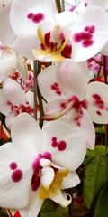 flor orquidia