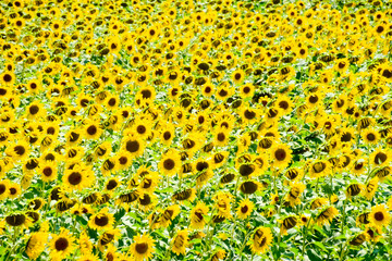 field of blooming sunflowers. Flowering sunflowers in the field.