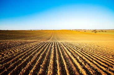 Barley crops looking out to the horizon