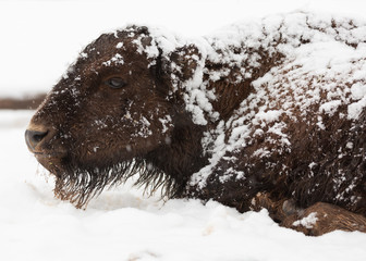 A bison calf lays on the snowy ground with snow coating it's back and neck.