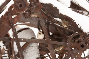 A pair of house sparrows take shelter from the blowing wind and snow inside a piece of old rusting farm machinery.