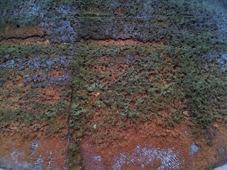 The old wall of the house with moss due to high humidity, traces of destruction and time. Grunge background