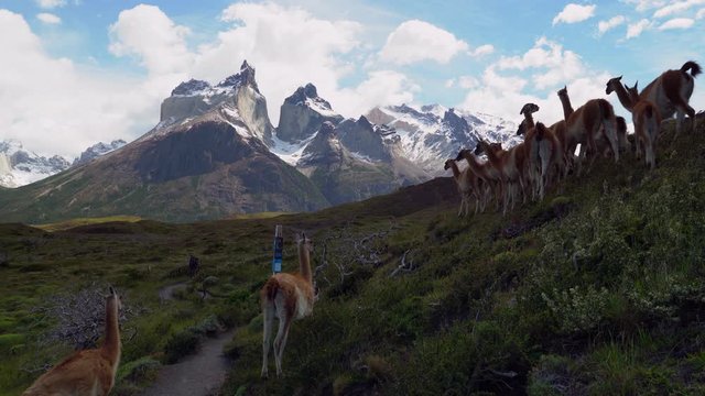 Herd of Guanacos on the trail with iconic Cuernos del Paine mountains in the background, Torres del Paine National Park, Chile, Patagonia wildlife, South America.