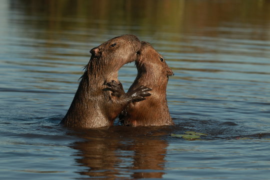Kiss between two capybara in the water