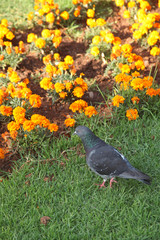 bird in grass