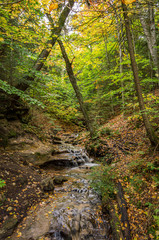 Stream in the forest