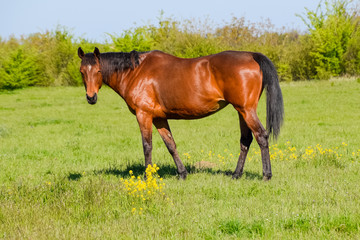 Fototapeta premium Horses graze in the pasture. Paddock horses on a horse farm. Wal
