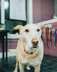 Cute Portrait Of Labrador Retriever