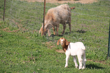 Fototapeta premium goat on a meadow