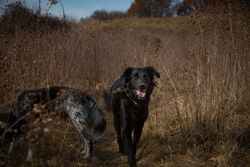 park dog