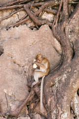 Monkey in Batu cave, Kuala Lumpur, Malaysia