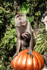 Monkey with her baby in Batu cave, Kuala Lumpur, Malaysia