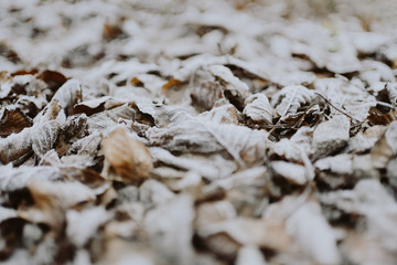 Fallen leaves covered with snow, winter background