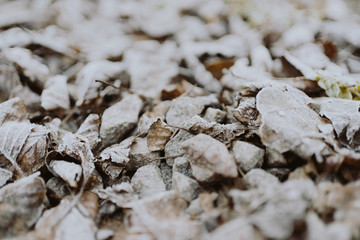 Fallen leaves covered with snow, winter background