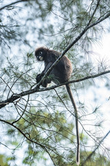 Portrait of small monkey on a tree branch