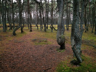 Twisted trunks of the trees, the Dancing forest of Curonian spit. Autumn garden. Forest sunlight.