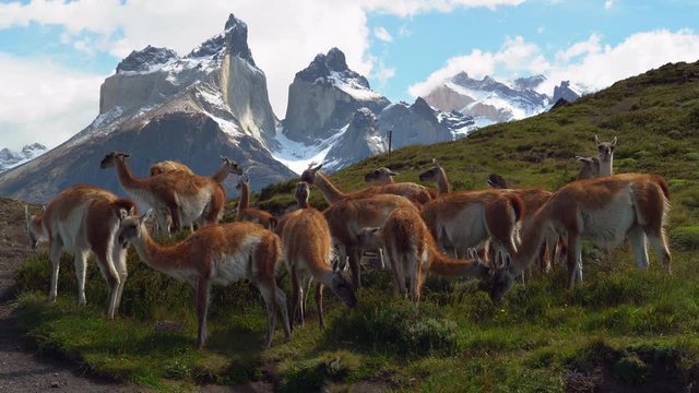 Herd of Guanacos grazing in Torres del Paine National Park in Chile with iconic Cuernos del Paine mountains in the background, Patagonia wildlife, South America.