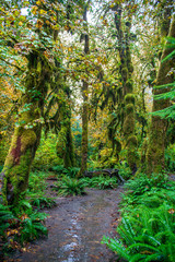 path in the rain forest