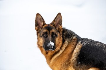 snow dogs