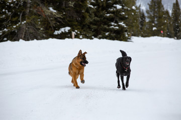 snow dogs