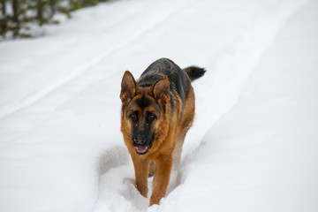 snow dogs