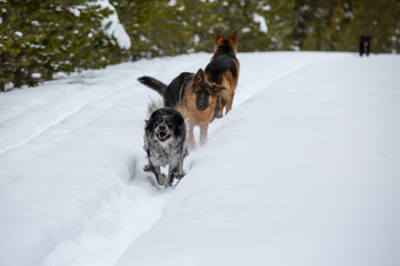 snow dogs