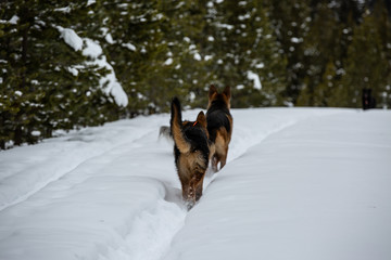 snow dogs