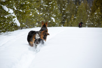 snow dogs
