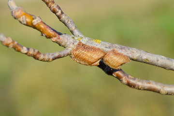 Ootheca mantis on the branches of a tree. The eggs of the insect