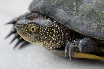 Ordinary river tortoise of temperate latitudes. The tortoise is