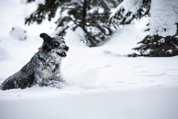 Fototapeta na wymiar snow dogs