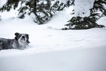 Fotobehang snow dogs © Steve