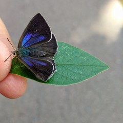 blue butterfly on the leaf in hand