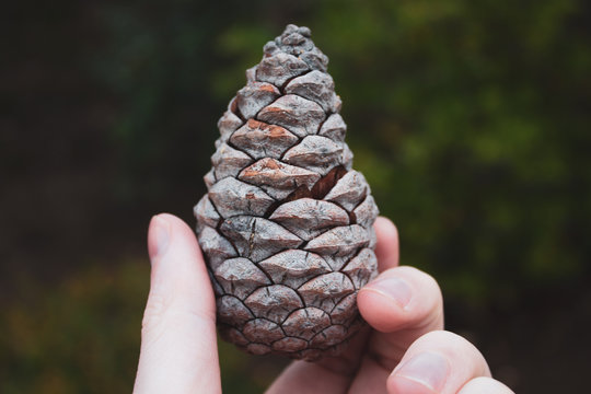 Hand Holding Pinecone