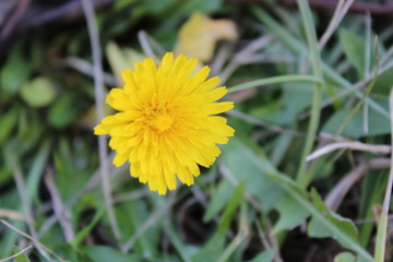 dandelion in the grass